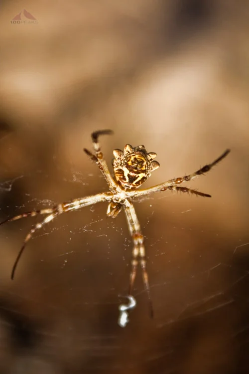 Viejas Mountain - Peak #13