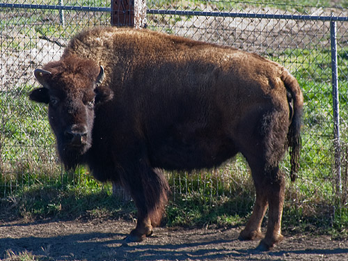 Bison.jpg