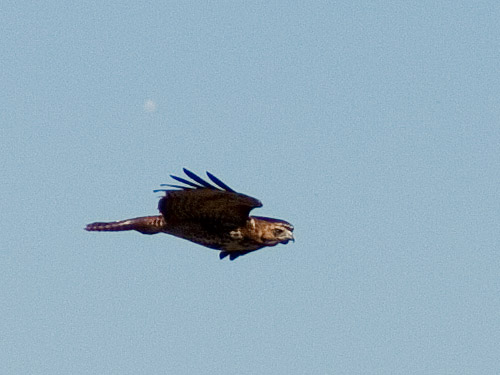 Red-Tailed-Hawk-in-Flight.jpg