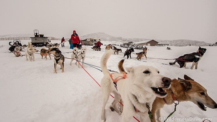 The-Sled-Dogs-Were-Just-as-Eager-as-Us.jpg