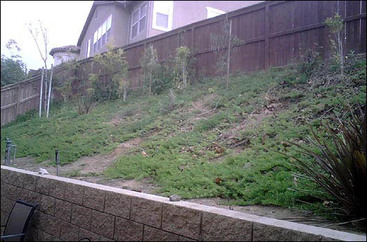 The backyard, before the adventure began