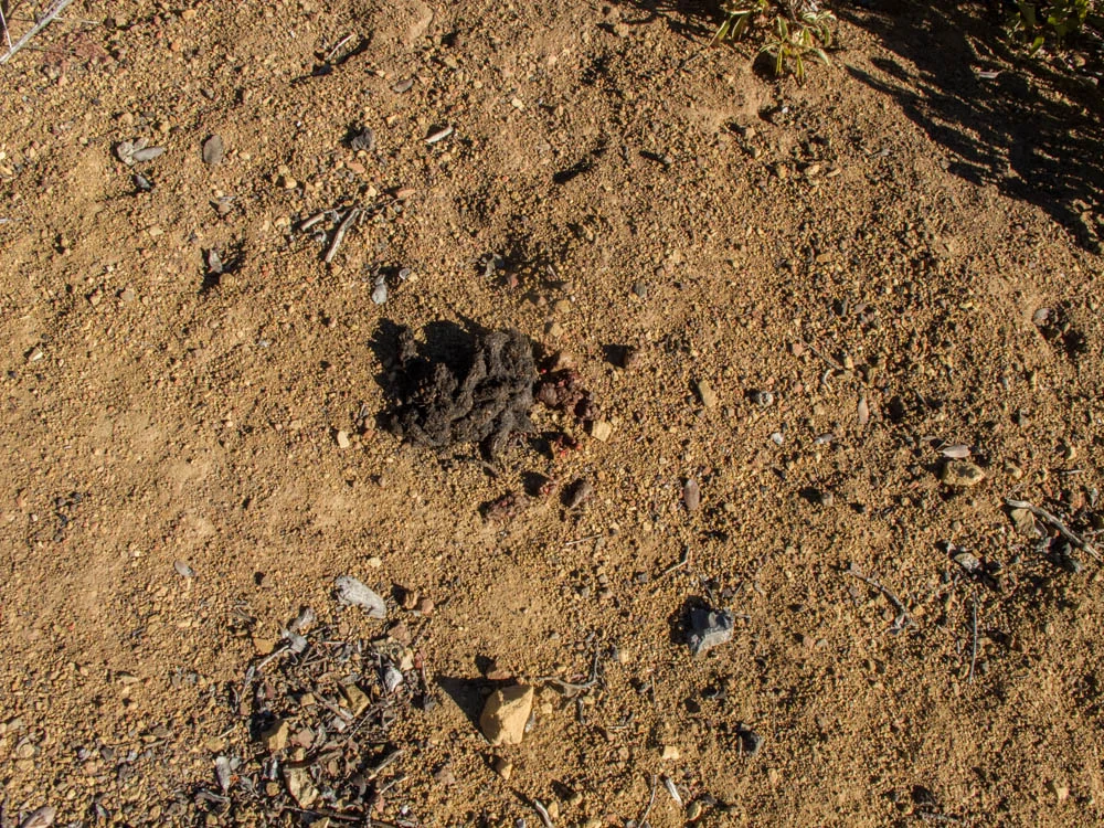 Bear Scat on the Dry Lakes Ridge Trail