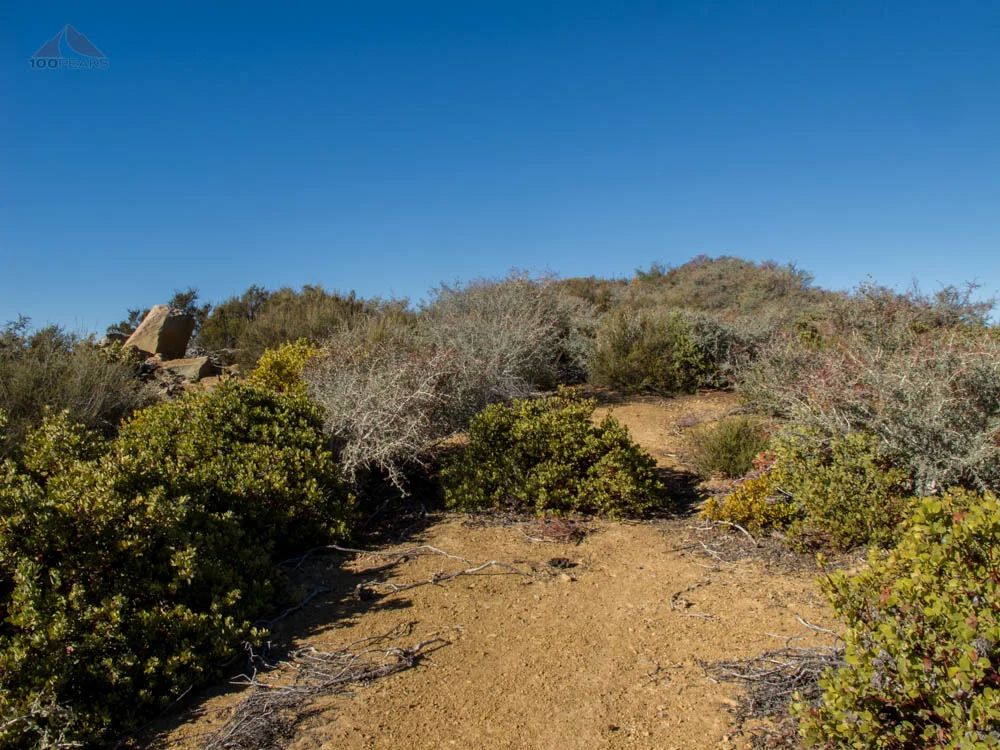 Overgrown Trail on Dry Lakes Ridge