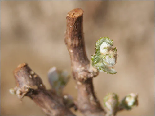 The leaves emerging