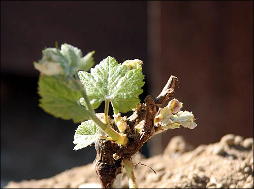 Before the pruning