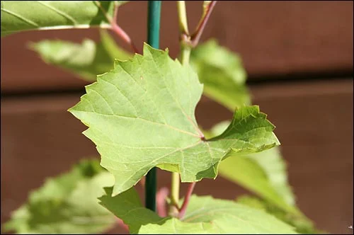 The rogue vine up close