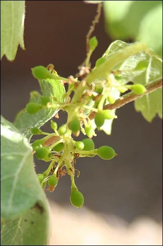 Loose cluster