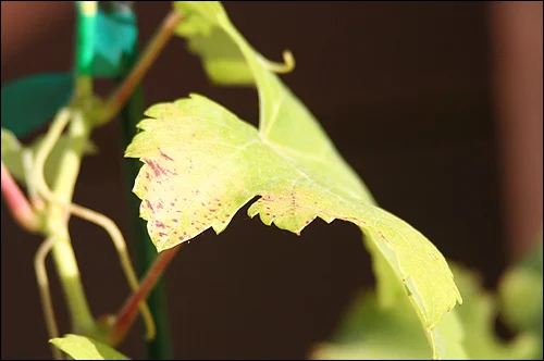 Some spots (but only on a few leaves)