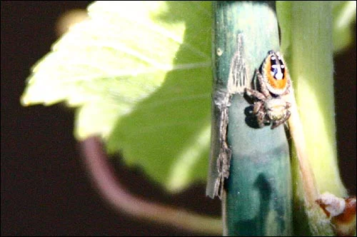 Friend of the vines