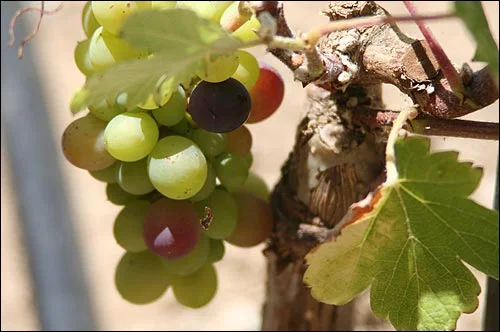 Grapes getting some sugar