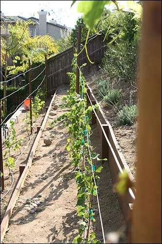 The rows on the wire