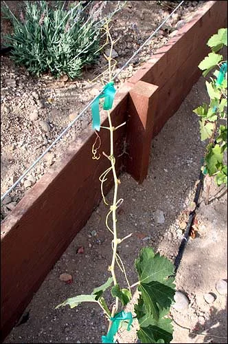 Someone's been eating my vines
