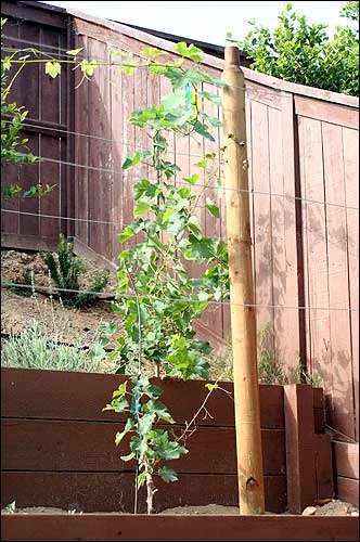 Vine 25, going crazy