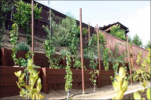 The vines are on the wires