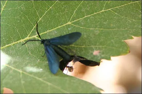 A moth moulting while a spider investigates