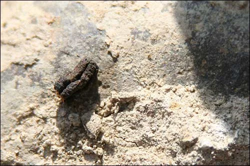 Enemy spoor