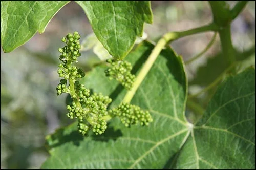 The budding clusters