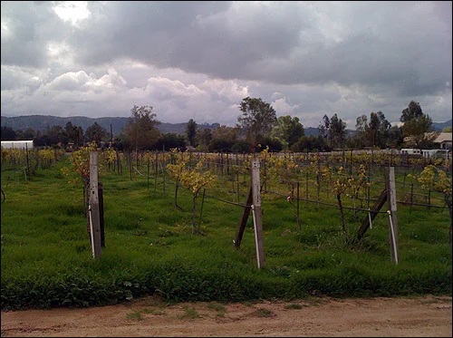 These vines were in need of pruning