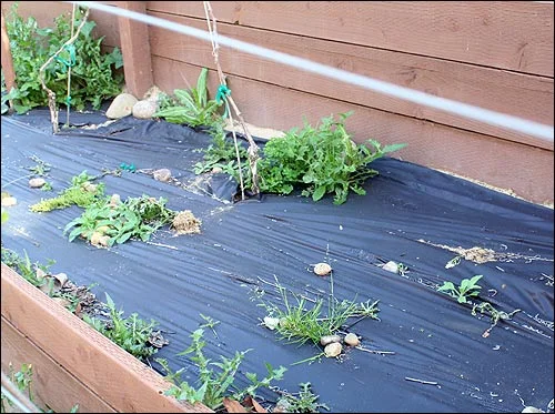 Yes, we have weeds