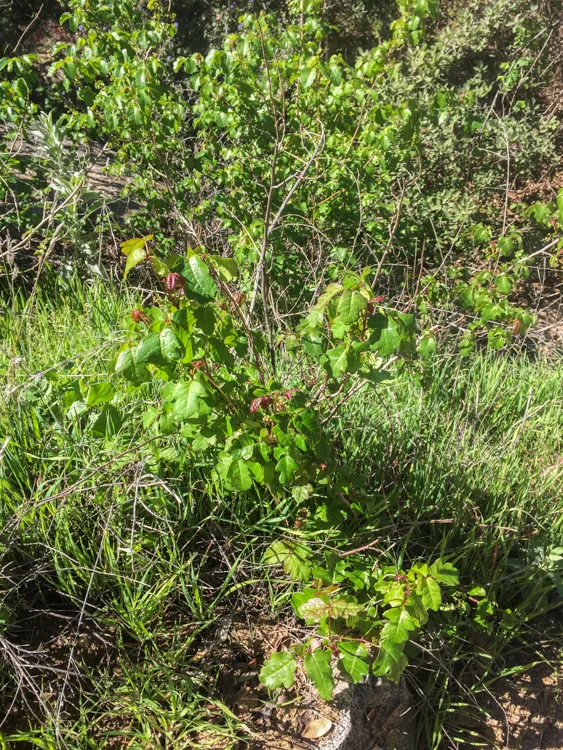 Plently of poison oak along the trail