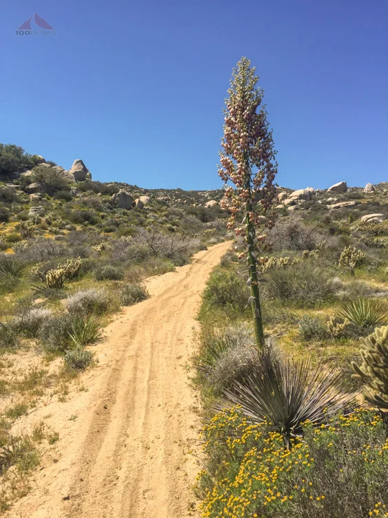 Yucca bloom along the trail