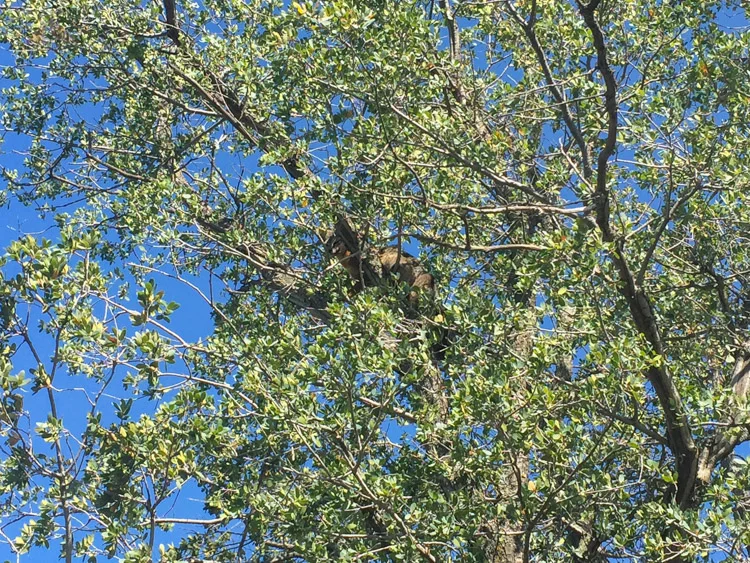 A fox in the tree