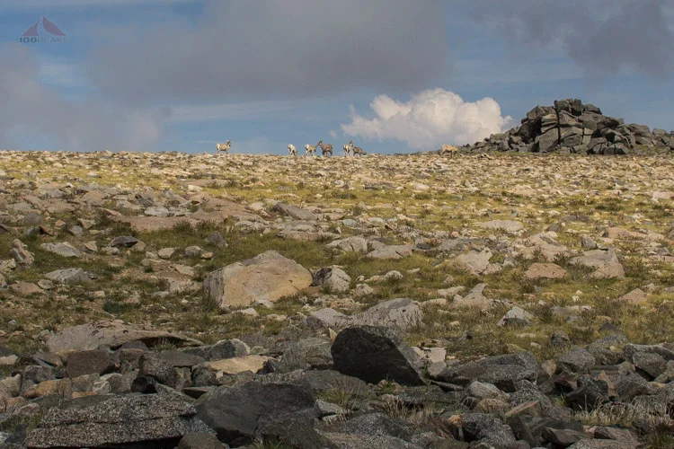 Big Horn Sheep in the White Mountains, California