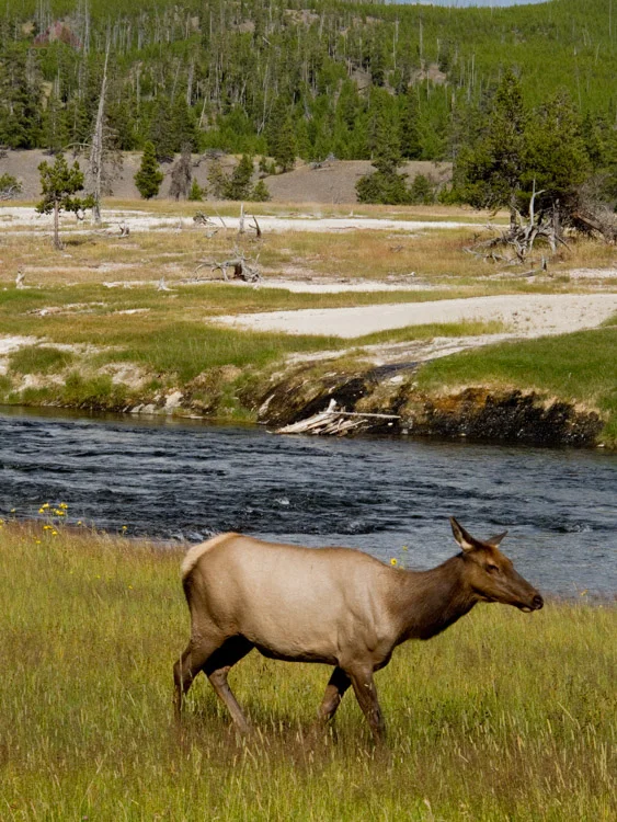 Elk near the Firehole River in Yellowstone National Park