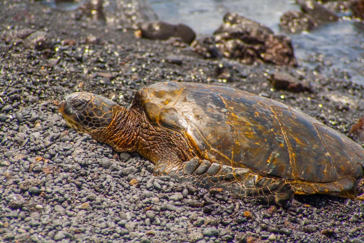 Green Sea Turtle on The Big Island