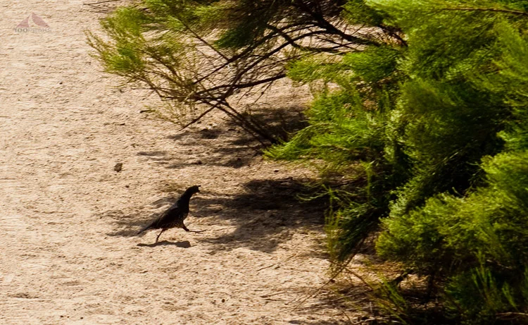 Quail on Cowles Mountain