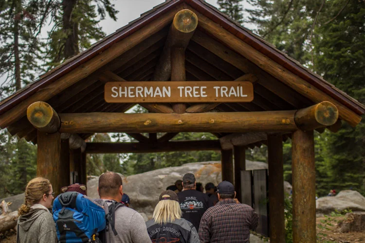 The Sherman Tree Trail