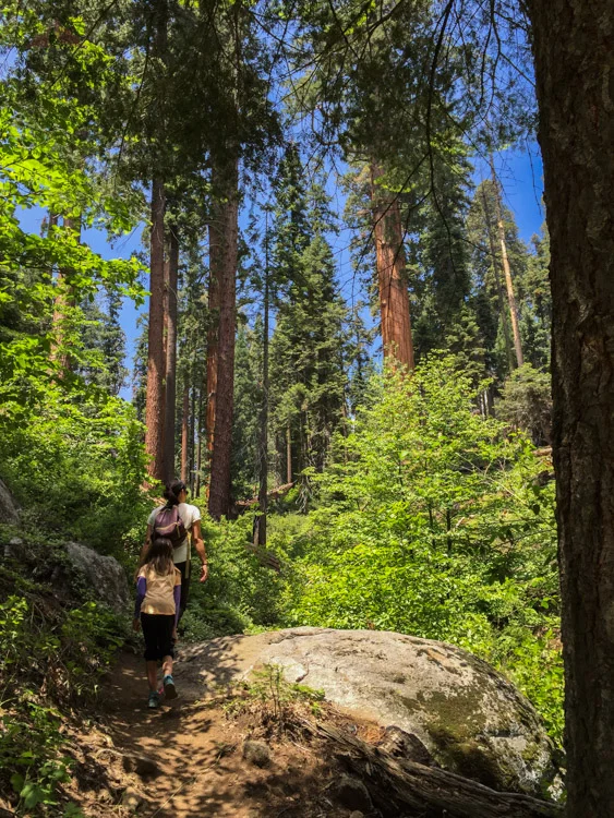 The trail was lush and gorgeous
