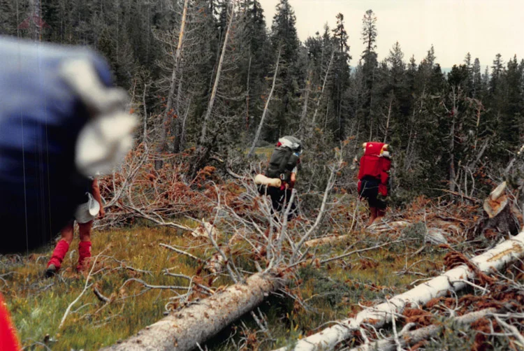Avalanched trees we have to climb over