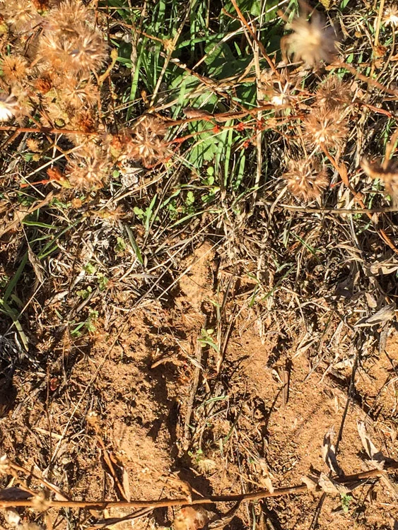 Horned Lizard number two