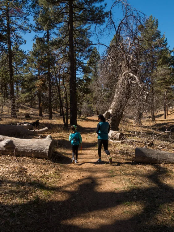Heading through the forest to Laguna Meadow