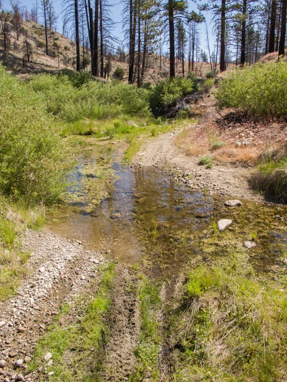 San Guillermo Creek where it crosses Yellowjacket Trail