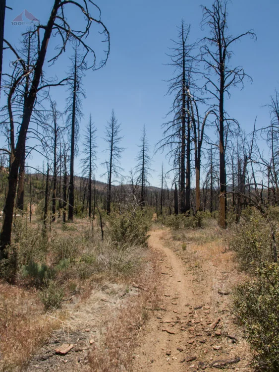 Burnt trees along the hot trail