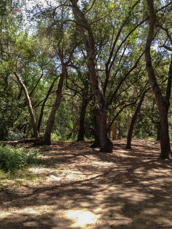 Shady Trail Under the Oaks