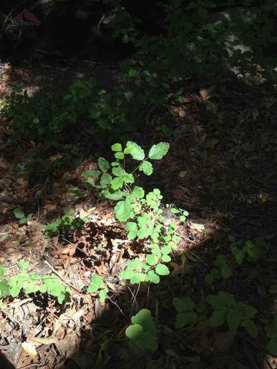 Beware the Poison Oak