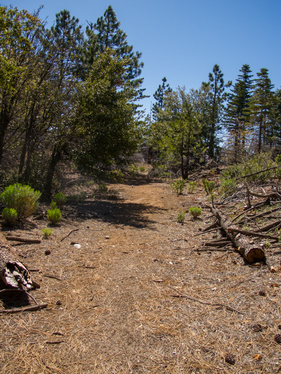 Burnt Pine Trail on the way to Japacha Peak