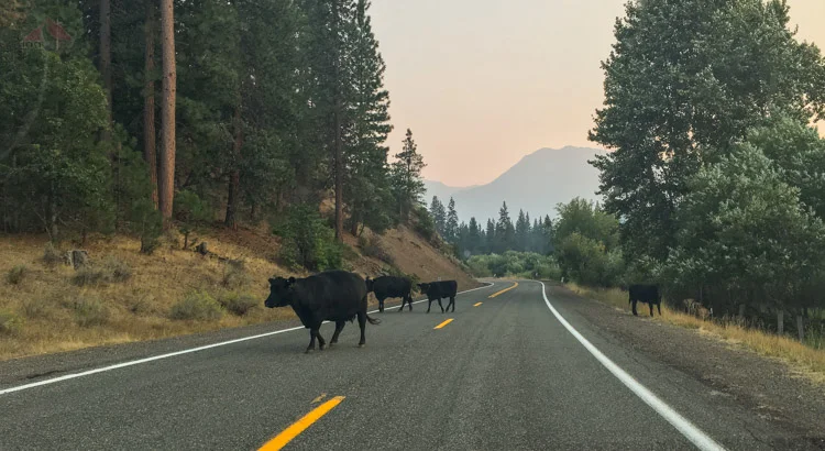 Cows on the way to the East Boulder Lake Trailhead