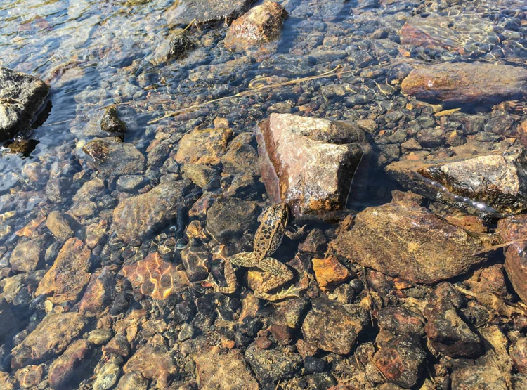A huge frog just above East Boulder Lake