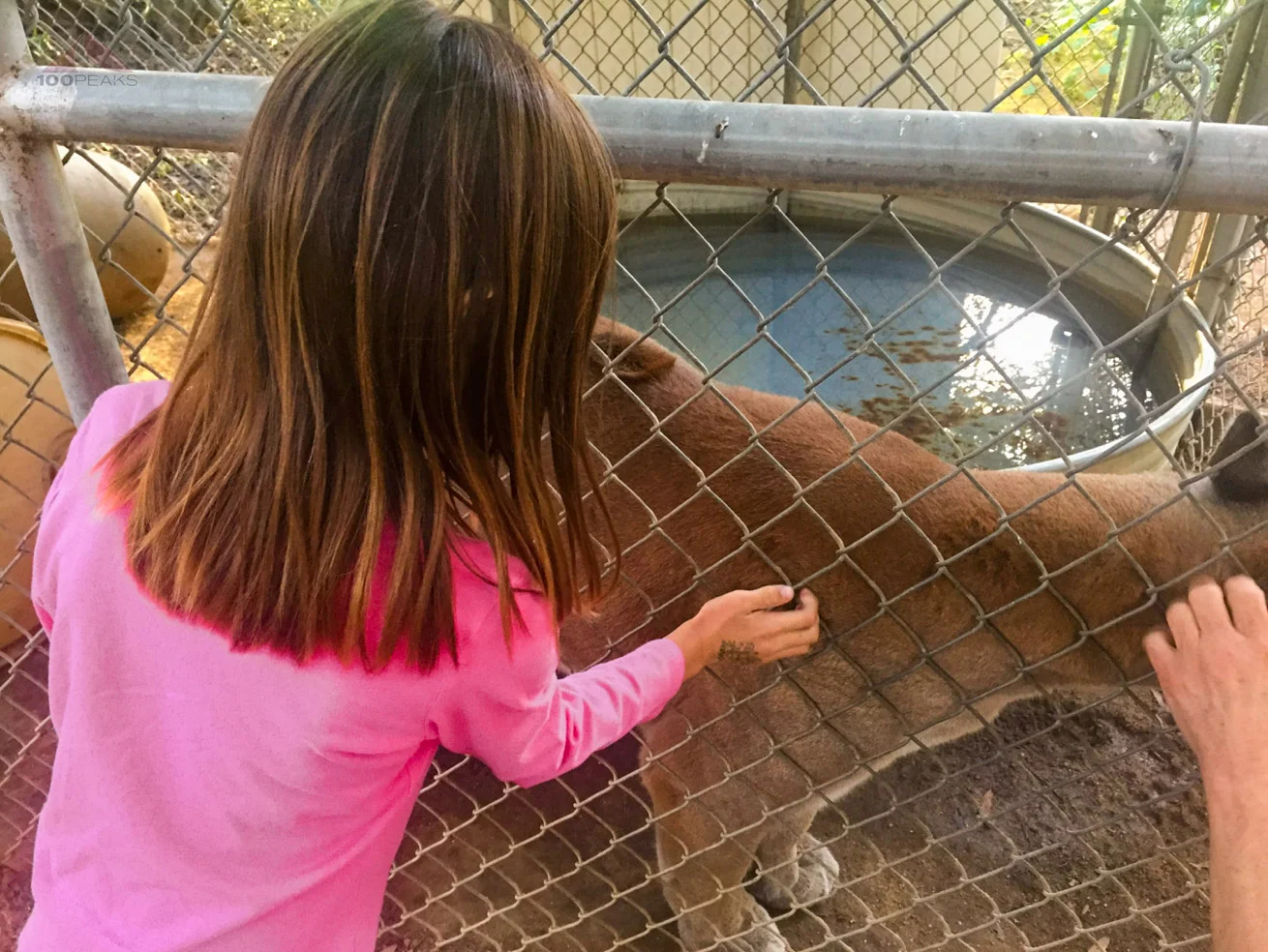 Sophia, when she was 6, petting a mountain lion at Mostly Monkeys