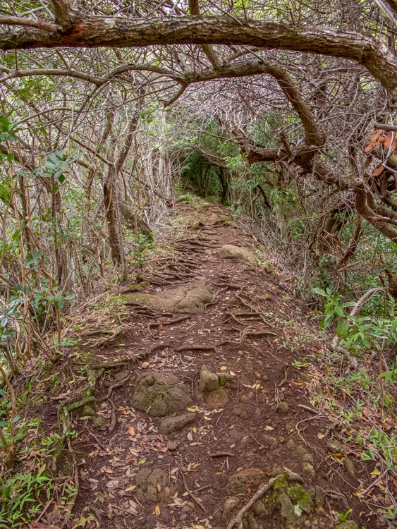 Small Ridge Line Tunnel Trail to Ka'ala