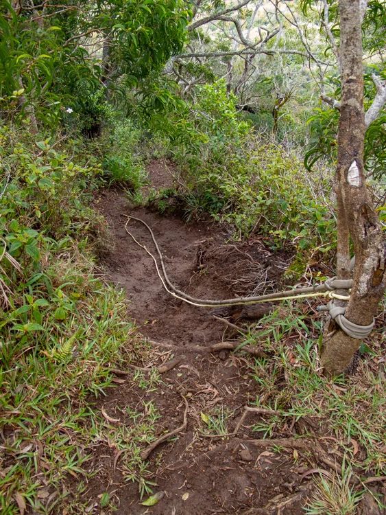 Ropes near the Ka'ala Ridgeline