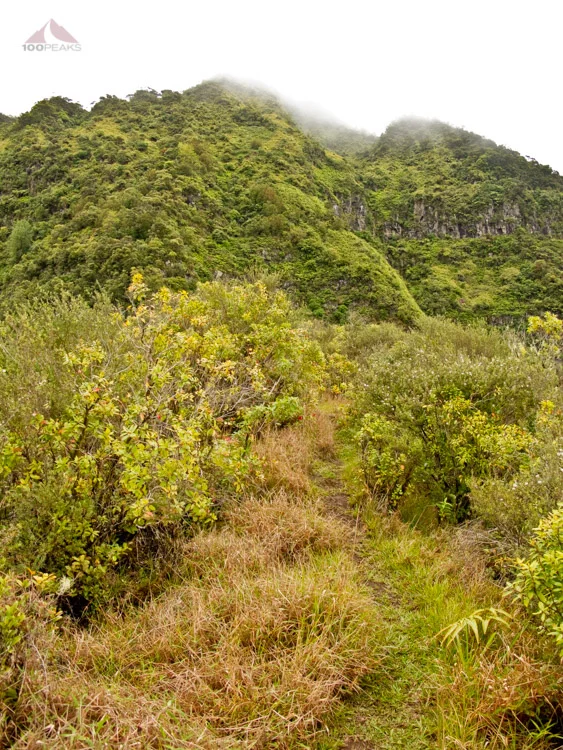 Steep section of the Ka'ala Ridgeline Trail