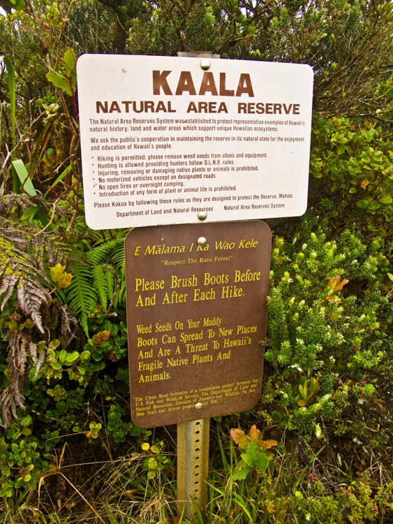 Mount ka ala a slippery climb to the highest point on oahu hawaii