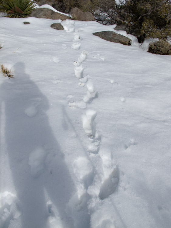 Snow on Rabbit Peak
