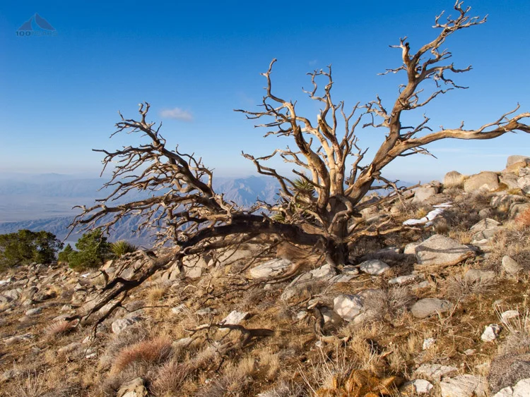 Interesting tree below Rabbit Peak