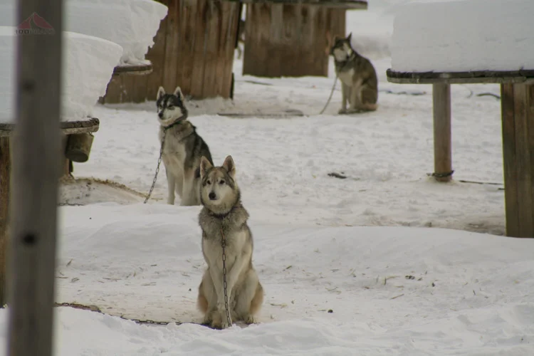 Sled dogs waiting to run